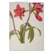 Amaryllis Brasiliensis (Front)