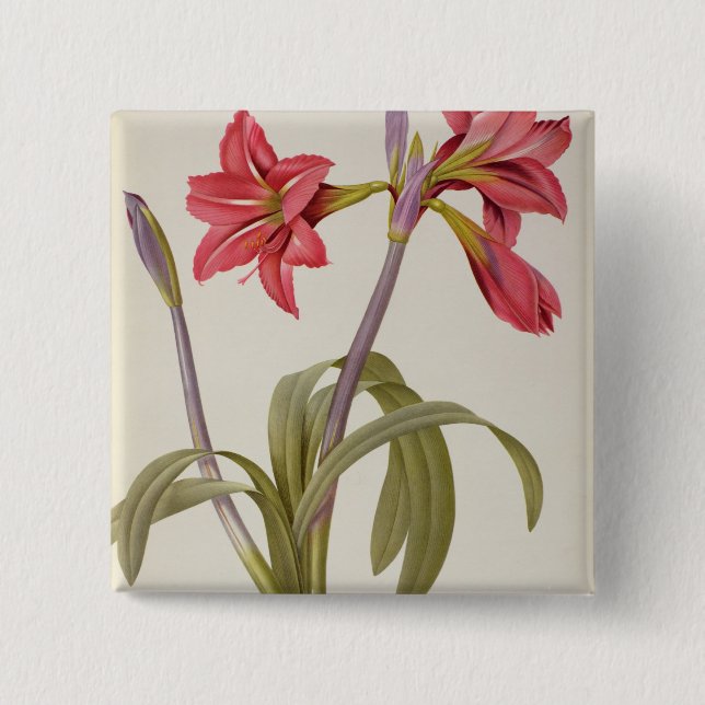 Amaryllis Brasiliensis Button (Front)