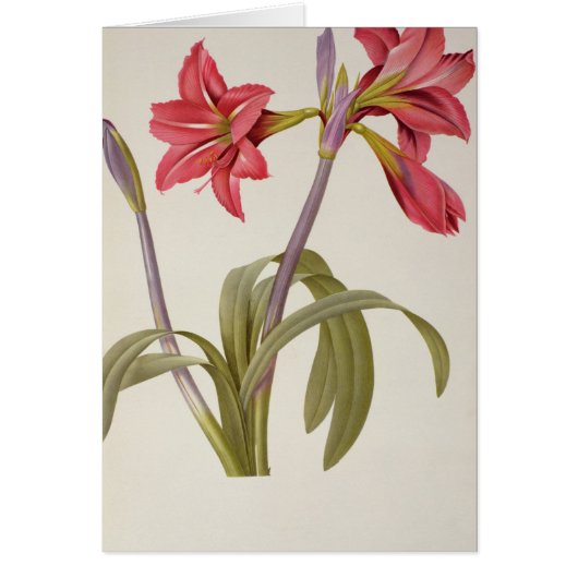 Amaryllis Brasiliensis Cards (Front)