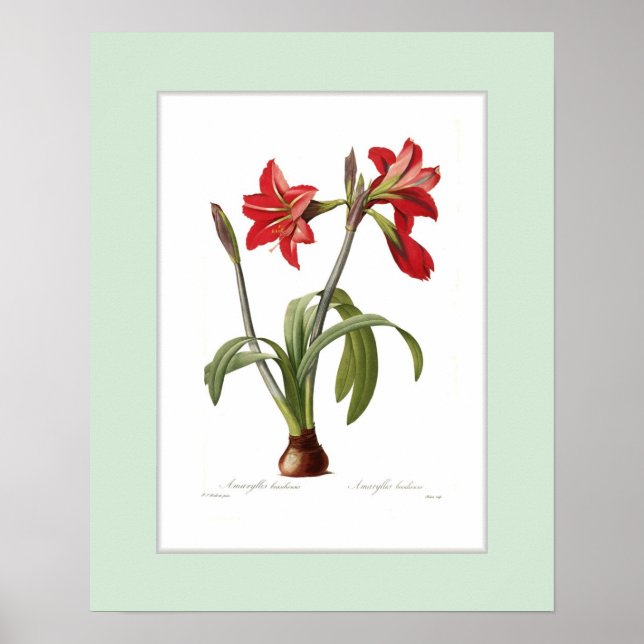 Amaryllis brasiliensis,Custom border Poster (Front)
