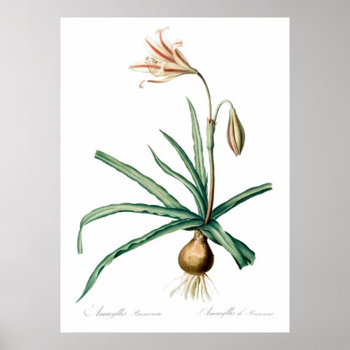 Amaryllis Broussonetii  from Les liliacees 1805  Poster
