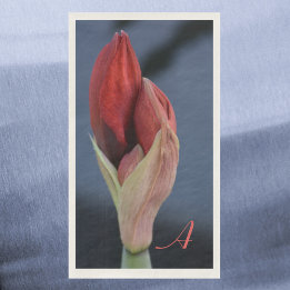 Amaryllis Bud Elegant Floral Slate Blue Paper Guest Towels