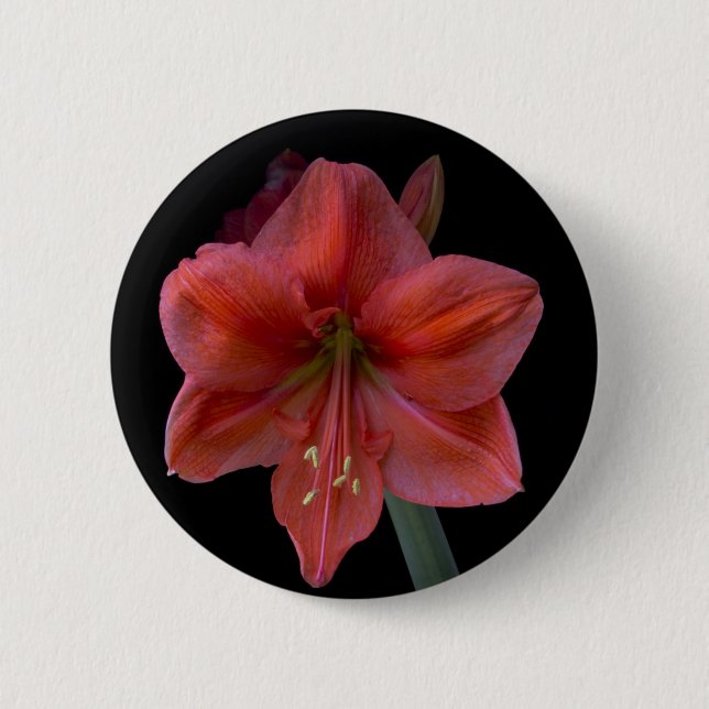Amaryllis Button (Front)