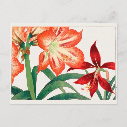 Amaryllis by Tanigami Konan Postcard