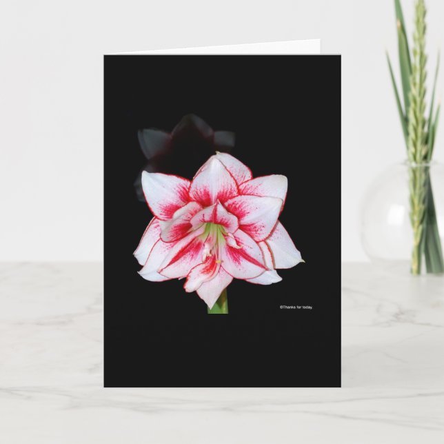 Amaryllis card (Front)