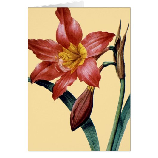 Amaryllis Cards (Front)