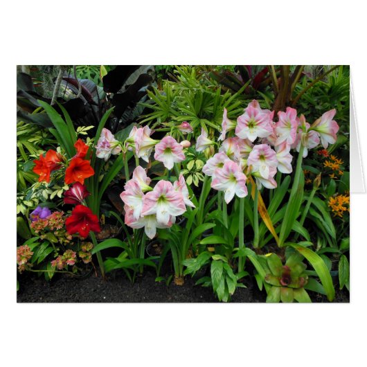 Amaryllis Cards (Front Horizontal)