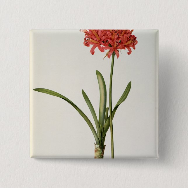 Amaryllis Curvifolia, 1809, from `Les Button (Front)