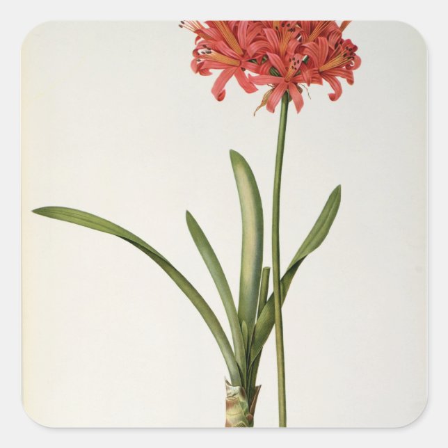 Amaryllis Curvifolia, 1809, from `Les Square Sticker (Front)