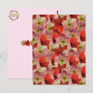 Amaryllis Floral Postcard