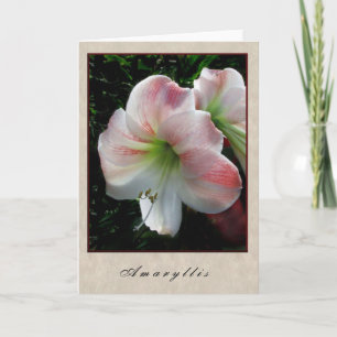 Amaryllis - Floral Series Card