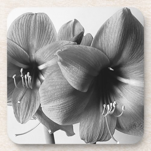 Amaryllis Flower BW Photo Beverage Coaster
