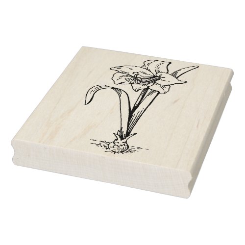 Amaryllis flower line drawing art stamp