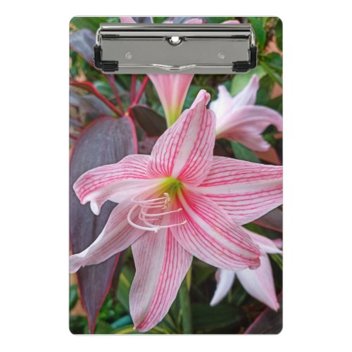 Amaryllis Flower Plant In Garden Mini Clipboard