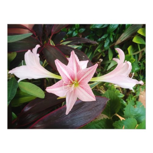 Amaryllis Flower Plant In Garden Photo Print