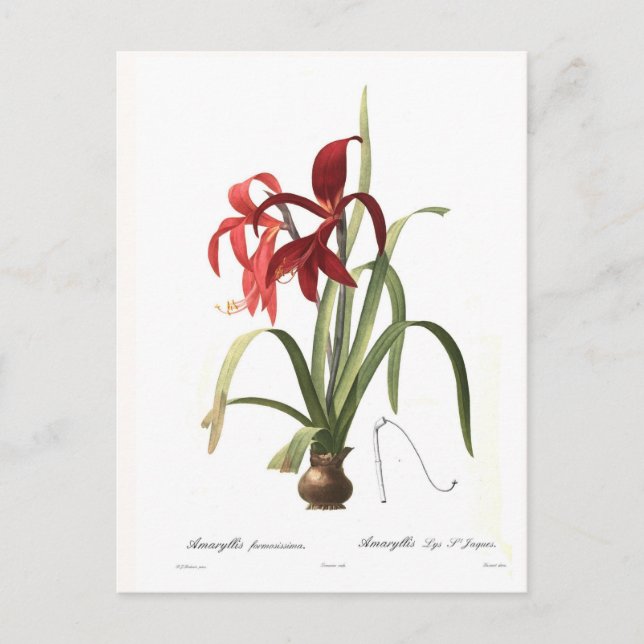 Amaryllis formosissima postcard (Front)