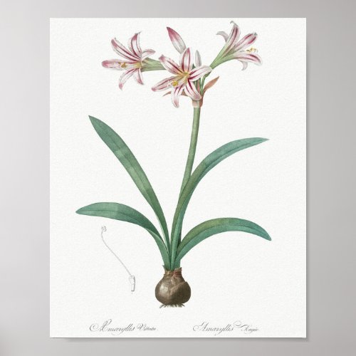 Amaryllis  from Les liliacees 1805 by Pierre_Jos Poster