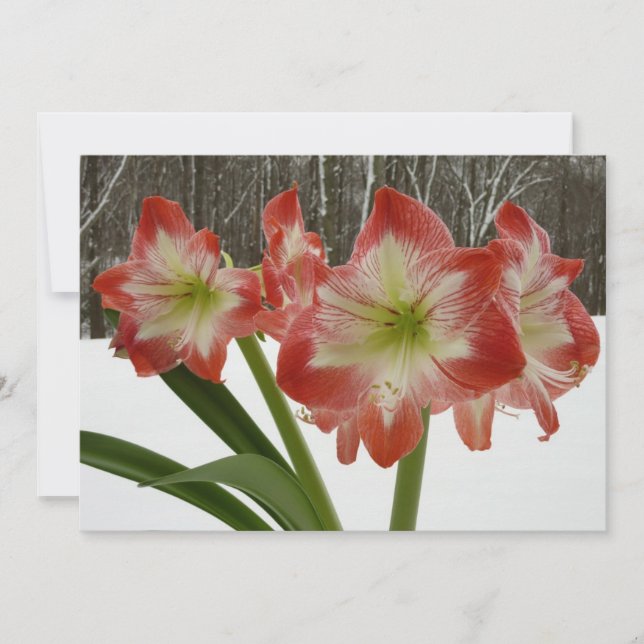 Amaryllis in Snow Red Holiday Winter Floral (Front)
