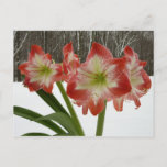 Amaryllis in Snow Red Holiday Winter Floral