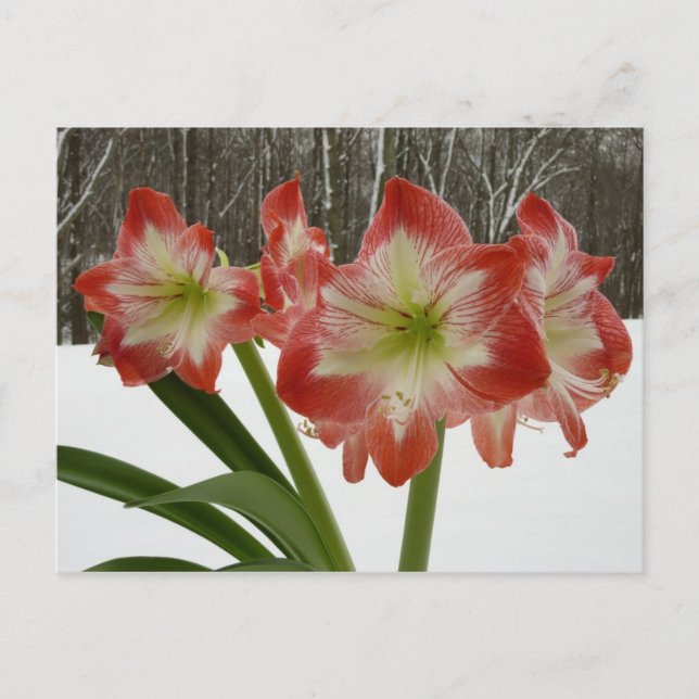 Amaryllis in Snow Red Holiday Winter Floral (Front)