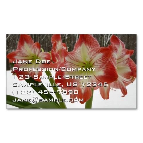Amaryllis in Snow Red Holiday Winter Floral Business Card Magnet