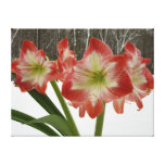 Amaryllis in Snow Red Holiday Winter Floral Canvas Print