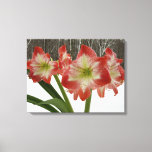Amaryllis in Snow Red Holiday Winter Floral Canvas Print