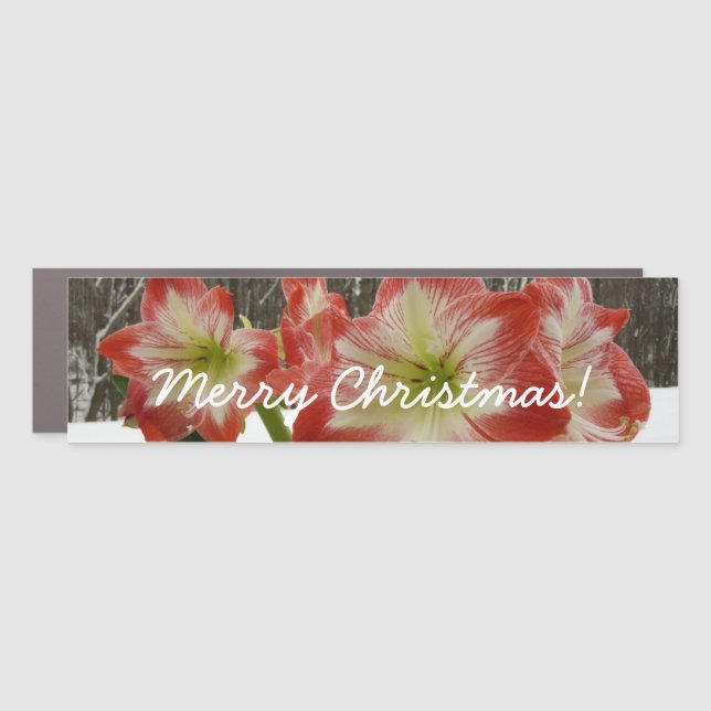 Amaryllis in Snow Red Holiday Winter Floral Car Magnet (Front)