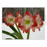Amaryllis in Snow Red Holiday Winter Floral Card