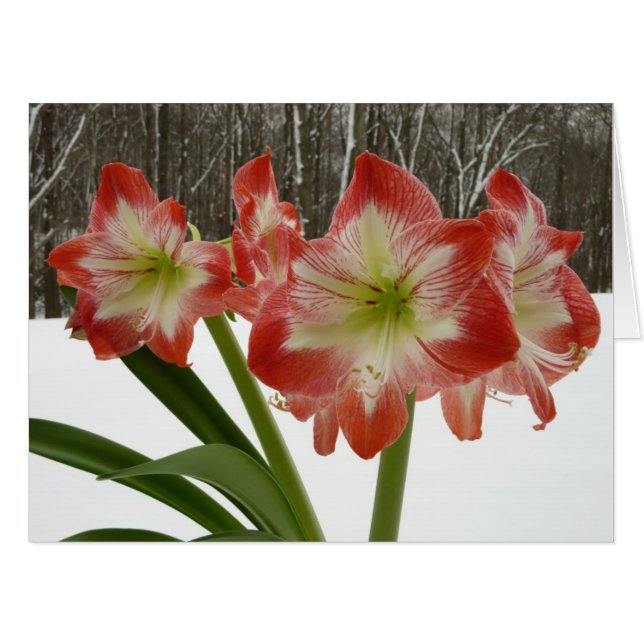 Amaryllis in Snow Red Holiday Winter Floral Card (Front Horizontal)