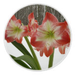 Amaryllis in Snow Red Holiday Winter Floral Ceramic Knob