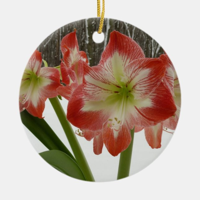 Amaryllis in Snow Red Holiday Winter Floral Ceramic Ornament (Front)