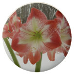 Amaryllis in Snow Red Holiday Winter Floral Chocolate Covered Oreo