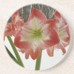 Amaryllis in Snow Red Holiday Winter Floral Coaster