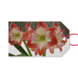 Amaryllis in Snow Red Holiday Winter Floral Gift Tags