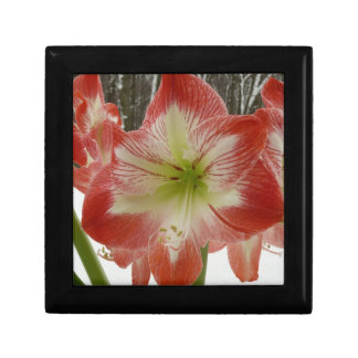 Amaryllis in Snow Red Holiday Winter Floral Jewelry Box
