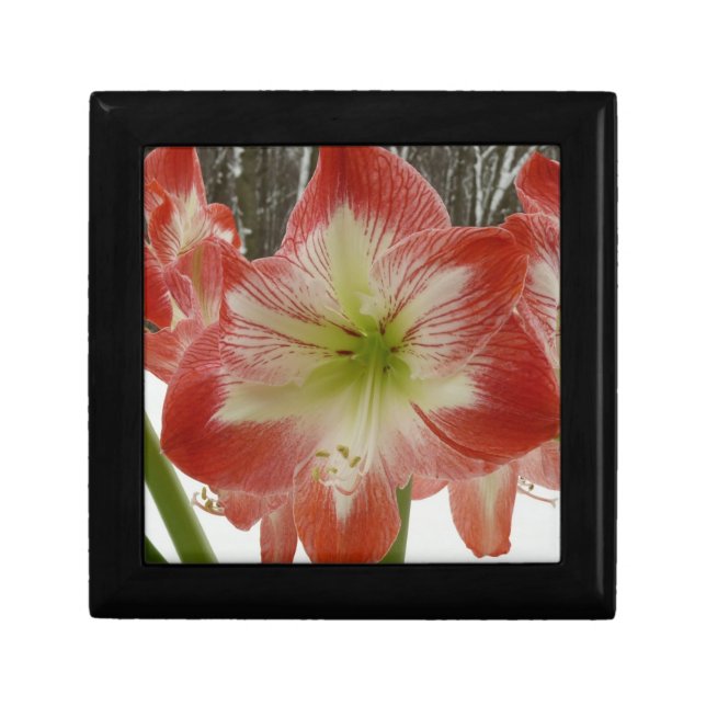 Amaryllis in Snow Red Holiday Winter Floral Jewelry Box (Front)