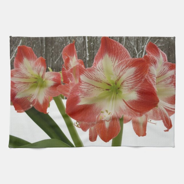 Amaryllis in Snow Red Holiday Winter Floral Kitchen Towel (Horizontal)