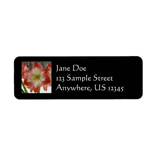 Amaryllis in Snow Red Holiday Winter Floral Label (Front)