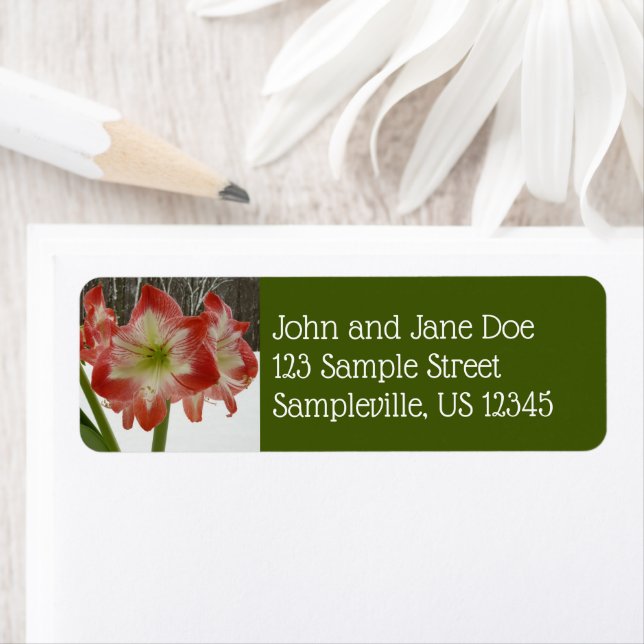 Amaryllis in Snow Red Holiday Winter Floral Label (Insitu)