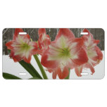Amaryllis in Snow Red Holiday Winter Floral License Plate