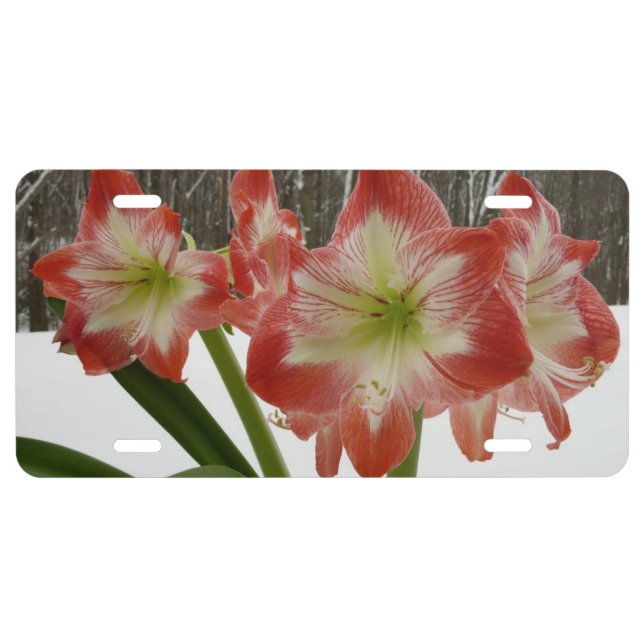 Amaryllis in Snow Red Holiday Winter Floral License Plate (Front)