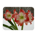 Amaryllis in Snow Red Holiday Winter Floral Magnet