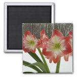 Amaryllis in Snow Red Holiday Winter Floral Magnet