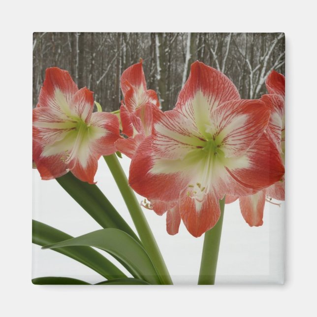 Amaryllis in Snow Red Holiday Winter Floral Magnet (Front)