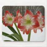 Amaryllis in Snow Red Holiday Winter Floral Mouse Pad