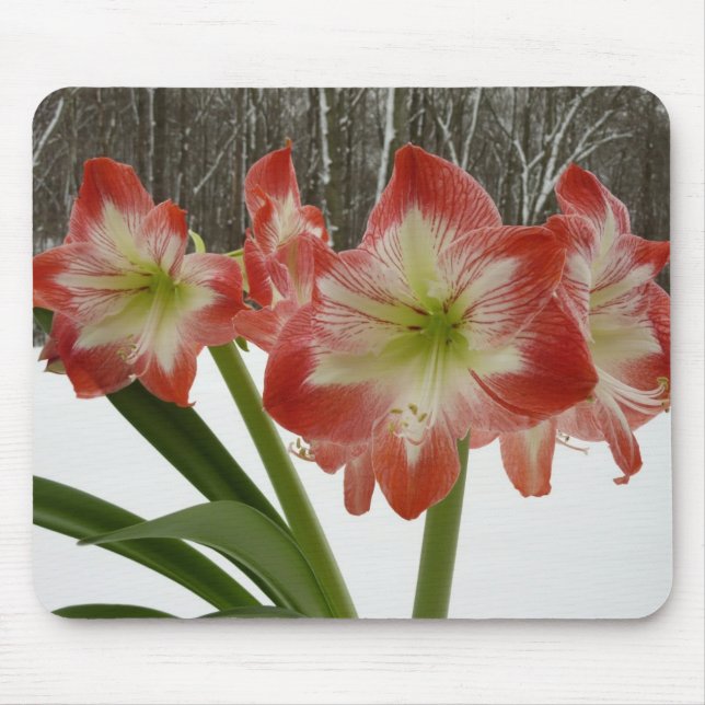 Amaryllis in Snow Red Holiday Winter Floral Mouse Pad (Front)