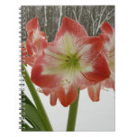 Amaryllis in Snow Red Holiday Winter Floral Notebook