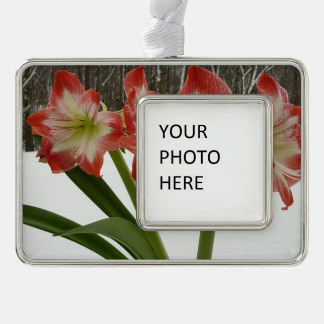 Amaryllis in Snow Red Holiday Winter Floral Ornament (Front)