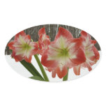 Amaryllis in Snow Red Holiday Winter Floral Oval Sticker